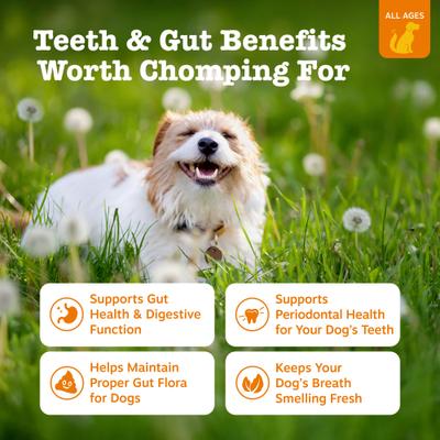 OraStix Hemp Elements con Probióticos para Salud Dental de Perros sabor Menta 12 oz