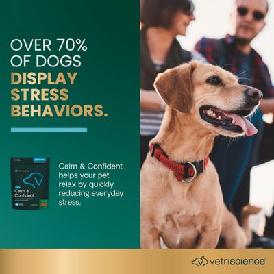 Composure Calm & Confident - Masticables con sabor a pollo clínicamente probados, suplemento calmante y para la ansiedad para perros, 15 unidades