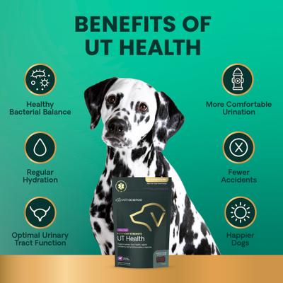 Masticables con sabor a pollo UT Health de Veterinary Strength, suplemento para la vejiga y el tracto urinario de perros, 60 unidades
