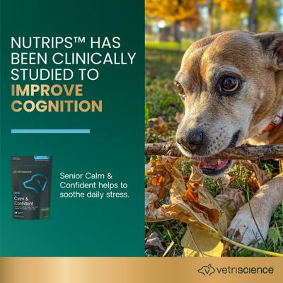 Golden Years Senior Calm & Confident - Masticables con sabor a pollo y calostro, suplemento calmante y para la salud cerebral de perros mayores, 60 unidades