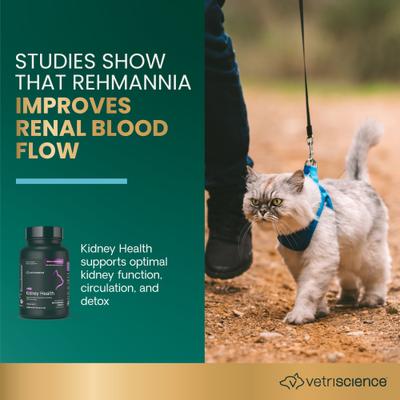 Comprimidos masticables Renal Essentials con sabor a pollo y pescado, suplemento renal para gatos, 60 comprimidos