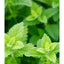 Herb Pharm, Bálsamo Lemon Balm libre de alcohol. 2 opc