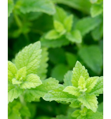 Herb Pharm, Bálsamo Lemon Balm libre de alcohol. 2 opc