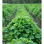 Herb Pharm, Bálsamo Lemon Balm libre de alcohol. 2 opc