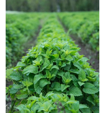 Herb Pharm, Bálsamo Lemon Balm libre de alcohol. 2 opc