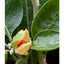 Herb Pharm, Ashwagandha Orgánica líquida. 2 tamaños