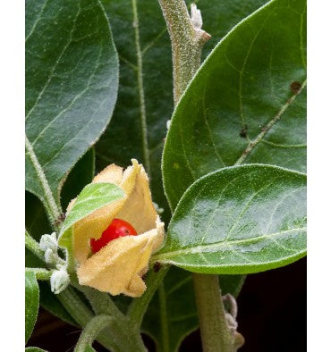 Herb Pharm, Ashwagandha Orgánica líquida. 2 tamaños