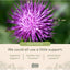 Milk Thistle Seed (Cardo Mariano), 120 vcaps.