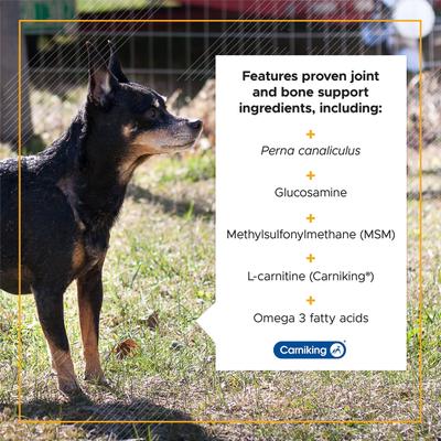 Suplemento masticable Golden Years con sabor a pollo para fortalecer y estabilizar las articulaciones de perros mayores, 60 unidades
