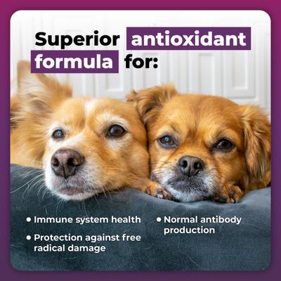Immune Plus - Refuerzo inmunológico para perros pequeños, 60 unidades