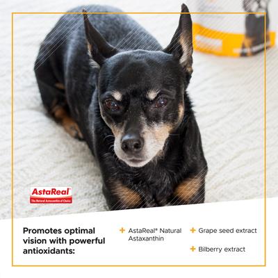 Suplemento masticable transparente y brillante con sabor a pollo Golden Years para perros, 60 unidades