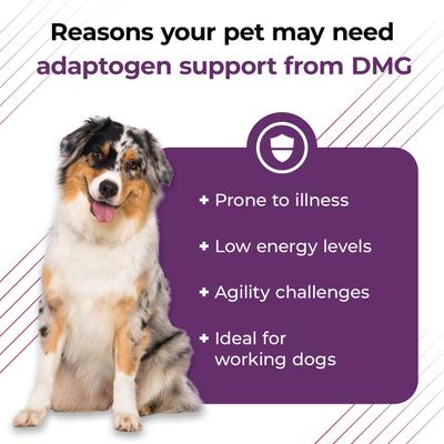 Vetri-DMG - Suplemento inmunológico líquido para perros, gatos y aves (28 ml)