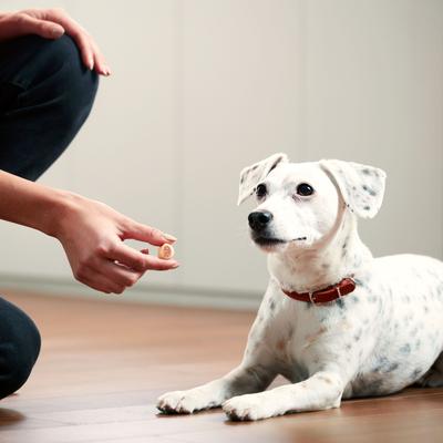 Premios de médula ósea real para perros MaroSnacks, caja de 10 oz