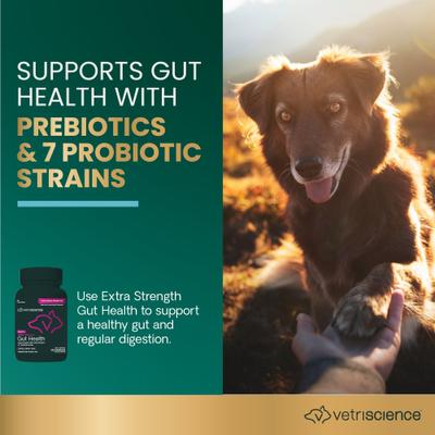 Cápsulas de fácil apertura para la salud intestinal, probióticos y prebióticos extra fuertes, suplemento digestivo para perros y gatos, 120 unidades