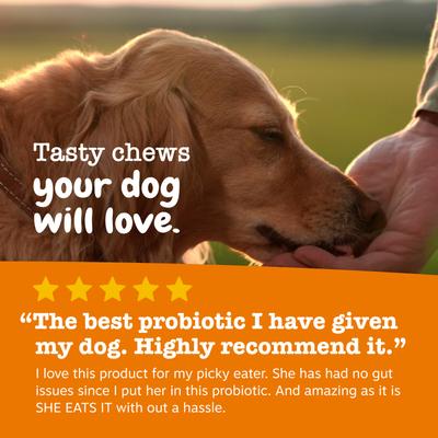 Vet Strength Prebiótico, Probiótico y Postbiótico para Digestión de Perros 90 chews